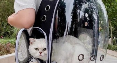 Balo phi hành gia cho mèo