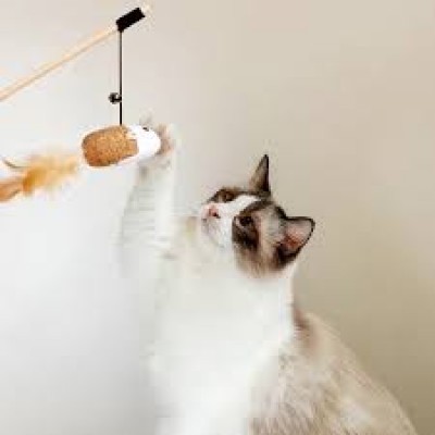 Cần câu mèo dây thép